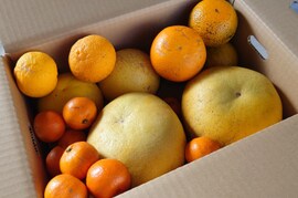 【自然栽培】【柑橘食べ比べ】　６種限定１０セット