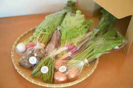 発送直前に収穫！旬の野菜セット（７～８種類）