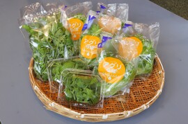 洗わずに食べられる野菜アソート3種セット (フリルレタス＆アイスプラント＆よもぎ)