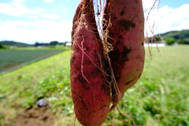 ねっとり系宮崎県産有機サツマイモ『紅はるか』（ご家庭用4.5㎏）