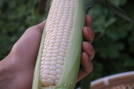熊本県産　ホワイトコーン10本（生でも食べられるフルーツとうもろこし）