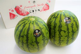 【夏ギフト】小玉すいか2個入り【1玉約2kg2個入】