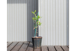 オリーブ 鉢植え 「ハーディーズマンモス」 シンボルツリー 観葉植物