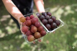 信州の粒ブドウセット【ピオーネ】×【シナノスマイル】700g [PnSs]