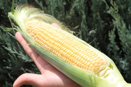 秀とうもろこし8本（380g程のサイズ）生でも食べられるフルーツとうもろこし