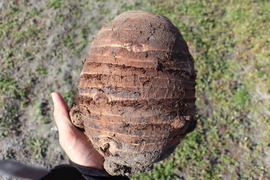 ホクホク☆火の通り早い赤芽里芋の親芋　約3kg　～豚汁や煮物からコロッケ、グラタンまで使い道さまざま♪～