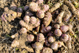 【産直 土付き】宮城県産 菊芋1kg 紅菊芋 自然栽培 イヌリン 栽培中農薬不使用 赤菊芋 生きくいも 生食