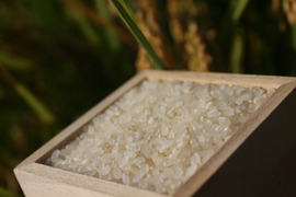 ＊粘りが強くモチモチ柔らか食感　令和5年産特別栽培米さとのつき精米　3kg