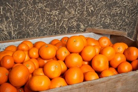 【小さなお口にぴったりフィット】とっても小さい！今年も甘〜くなった せとか です 2Sサイズ 35個入り ご家庭用 みかん