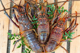 【特大】ボリューム満点！宮崎の天然伊勢エビ（２kg｜３〜４尾）