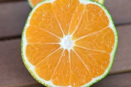 【最安値・コスパ最高みかん】訳あり 極早生みかん 10kg！ジューシーで甘酸っぱい初物みかん★