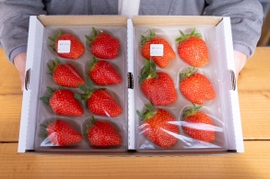 強い甘み！ほしうらら２P　お得なご家庭用！（230g×2p）