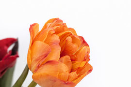 フラワーバレンタイン！　チョコレートチューリップ　（染チューリップ）　2月13日（金）発送　3～4 品種　10本　　※北海道・沖縄発送不可※