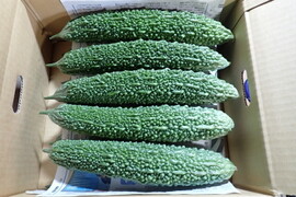 【 化学農薬不使用 】赤城のゴーヤ・すっきり苦みと瑞々しさ（10本・約2.8kg）