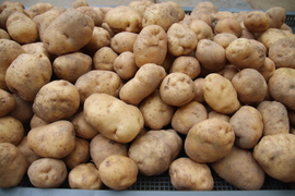 ２０２５　新じゃが　キタアカリ　約５kg ２０％Off