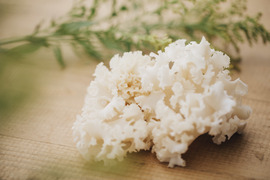 【希少】食卓に真っ白な花が咲く！コリコリおいしい幻のキノコ、ホホホタケ（４パック）