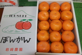 お買い得！家庭用ポンカン5kg
