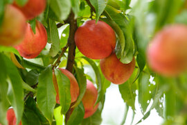 ※家庭用※ジューシーで甘酸っぱい！！夏にピッタリな『ネクタリン』2kg