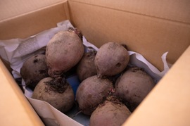 イベントシーズンに活躍！ビーツ3㎏【レシピ付】