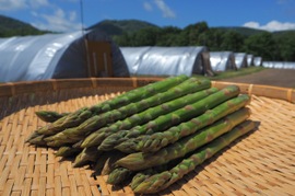 (GS)[有機JASグリーンアスパラガス]ご家庭用特別価格Sサイズ(北海道)(春芽)