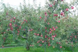 長沼果樹園　ふじりんご10個入り　約3㎏　山形県上山市　最初に酸味、後から甘みが感じられる「味が濃い！」といわれるりんごです。