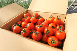 【アイメック農法】フルーツトマト　フルティカ（1.4kg）
