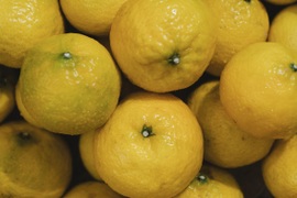 【訳ありだけど美味しさそのまま】媛小春 5kg 愛媛県産