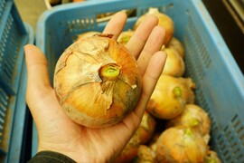 北海道の玉ねぎで産地直送の商品｜食べチョク｜産地直送(産直)お