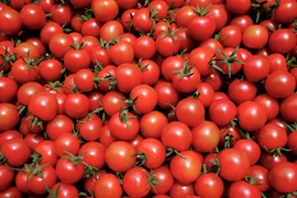 ジュワッと広がる旨み！寒暖差熟成"甲佐町産ミニトマト" (1kg)