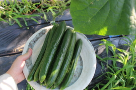 朝採れ新鮮：A級品『きゅうり』3㎏（約30本）