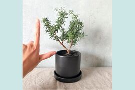 【食べられる盆栽】ローズマリー盆栽 プロストラータス (PS179)