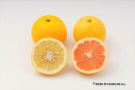 【お試し】国産グレープフルーツ(白３玉＆ピンク２玉）