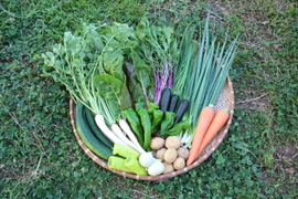 心と体に癒しを♪旬のまごころお野菜セット！（約8品目）