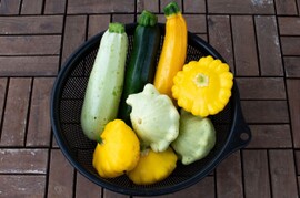 なべくら高原産、カラフルズッキーニ＆UFOズッキーニ!※濃緑、薄緑、黄色、3色混合（UFOは2色）！味も濃厚で色んな料理に使える万能野菜！（80s!5kg以内）