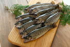 【活〆 いわな鮮魚 10尾】【注文後に水揚げ】【ゴミが出ません♪内臓処理済み】【鮮魚ならではの美味しさ】 注文確定後水揚げ 無投薬の美味しい岩魚 いわな鮮魚10尾