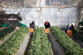 『朝採れ直送』甘さと酸味のバランスが自慢　栃木県産とちあいか