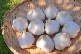 自然栽培で育ったホクホクしたおいしく香り高い『ニンニク』1kg