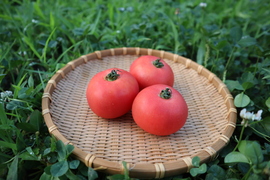 超濃厚な甘み！北海道壮瞥町産中玉トマト スイート約2.7kg