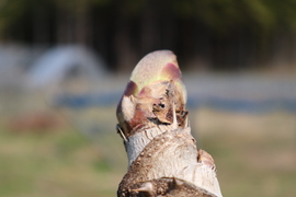 予約販売【天然物】　岡山県新見市産　標高の高い農園に自生するタラの芽　300g