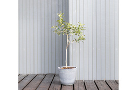 オリーブ 鉢植え 「アルベキナ」 シンボルツリー 観葉植物