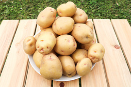 新じゃがいも【キタアカリ】3kg/箱　アルギット農法