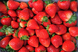 栃木県産とちあいか！たっぷり約1kg！規格外のため格安！甘くて酸味が少ない品種です！