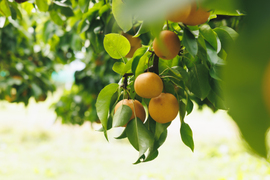 １５６箱限定！大豊作のめっちゃ小さい梨です　豊水梨　3ｋｇ　訳あり