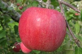 一度食べたらやみつき！サンふじ３㎏