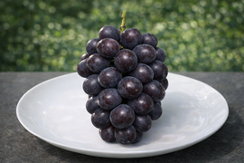 黒いシャインマスカット『希少品種』KOSHUマスカット・ノワール1㎏セット（500～600g×2房程度）