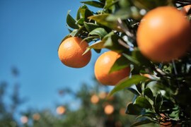 【数量限定】屋久島産たんかん（10kg）＜濃厚でジューシーな南国柑橘＞