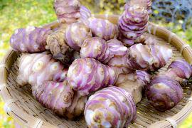 【産直直送！】宮城県産 菊芋500g  紅菊芋 自然栽培 栽培中農薬不使用 赤菊芋 生きくいも 生食