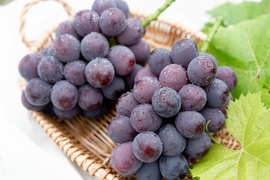 【夏ギフト】全国ぶどう選手権🏆入賞農家が作る🍇朝採り極甘！濃厚ピオーネ約1kg（2房）（熨斗対応可・贈答用）