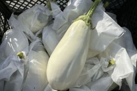 とろける食感！クリーミー白ナス『白雪茄子』300g×10個