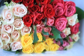 【25本】あふれるバラで至福の時を…ハウスからお届け！厳選バラのセット（ご自宅用簡易ラッピング）